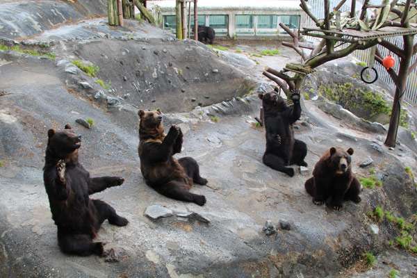 「稀に見る大きな個体」体長1.9m、体重400kg級の巨大グマを捕獲！300kg超の箱わなを倒した個体と同一か