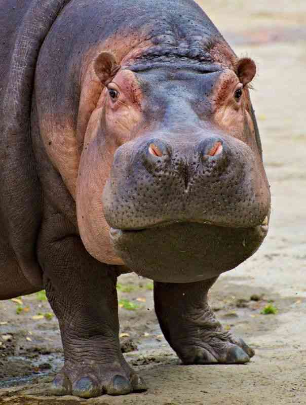 カバー力が1番あって最強のファンデ教えて