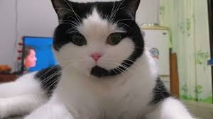 オンライン英会話をしている皆さん