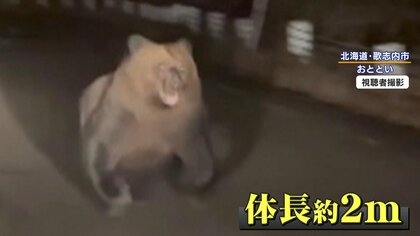 「どこもかしこも自動ドアが手動に…」クマ対策の取り組みで“生活が不便になった”現地の苦悩　「重すぎてシニア層には厳しい」「閉める人がいないと開けっ放しで逆効果に」