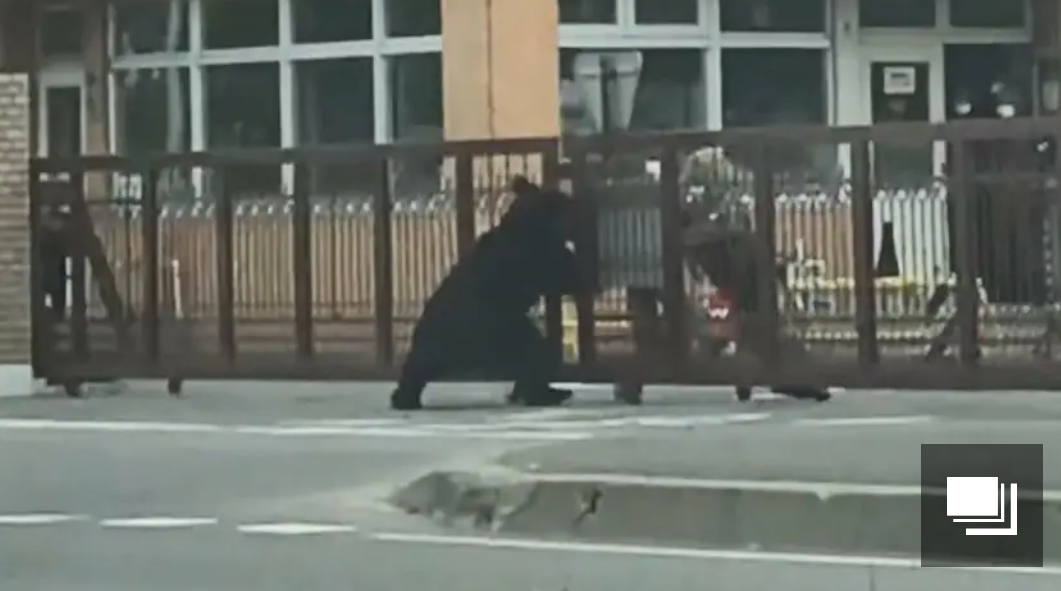 「どこもかしこも自動ドアが手動に…」クマ対策の取り組みで“生活が不便になった”現地の苦悩　「重すぎてシニア層には厳しい」「閉める人がいないと開けっ放しで逆効果に」