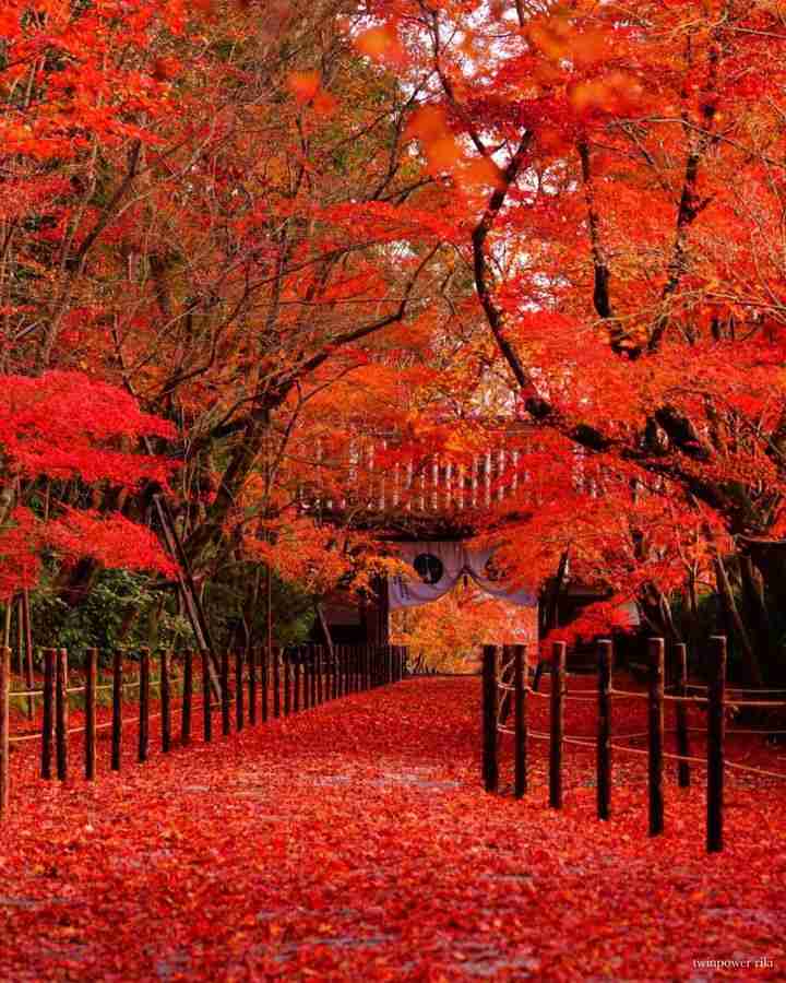 紅葉の色の物を集めるトピ🍂🍁