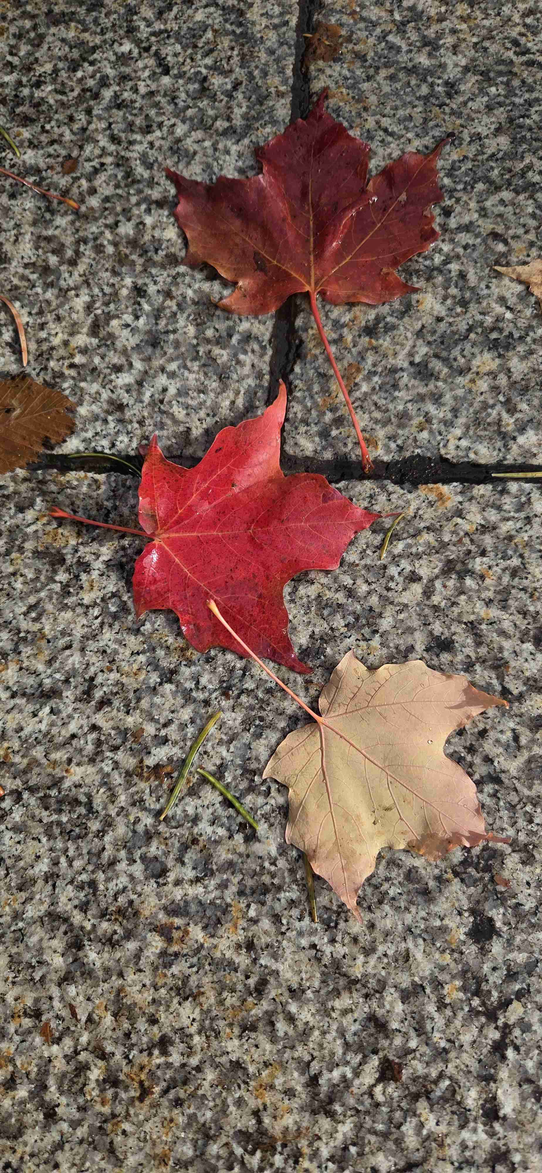 紅葉の色の物を集めるトピ🍂🍁