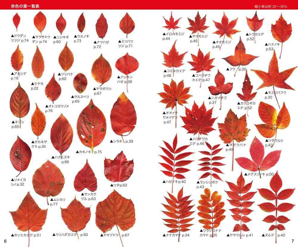 紅葉の色の物を集めるトピ🍂🍁
