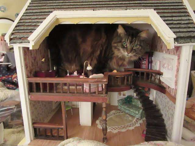 猫飼ってる人ならわかってくれそうなこと