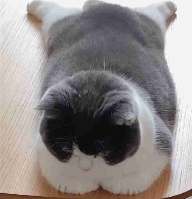 猫飼ってる人ならわかってくれそうなこと