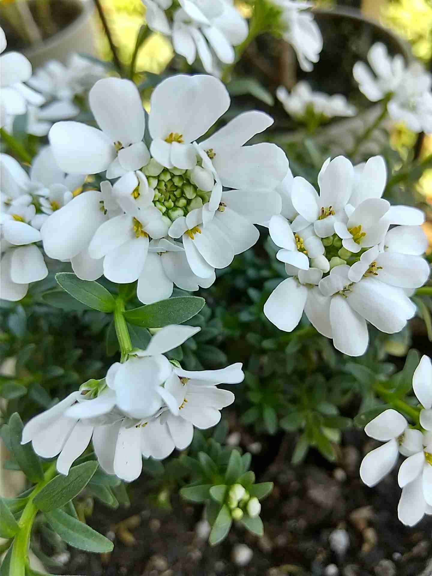 【ガーデニング】ガルちゃん園芸部【花・植物】part.51