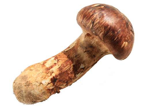 クレーンゲームの景品にして欲しいもの