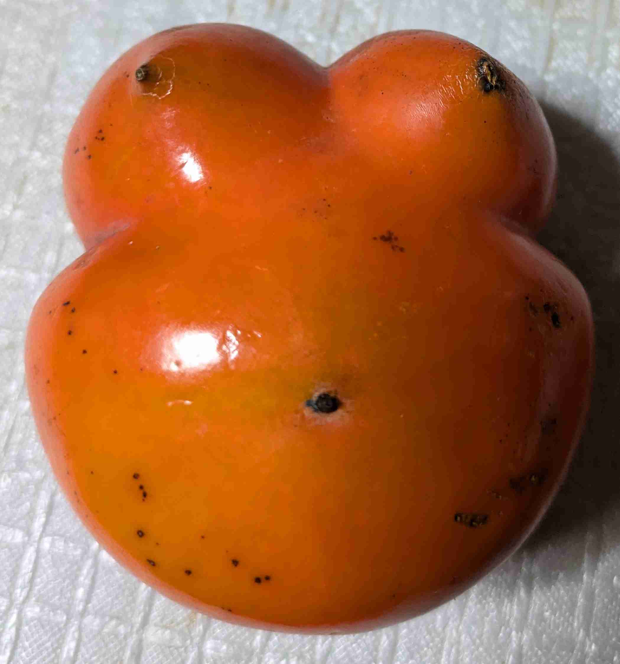 前橋市、ホテル面会の職員を停職　54歳副参事、今月末で依願退職