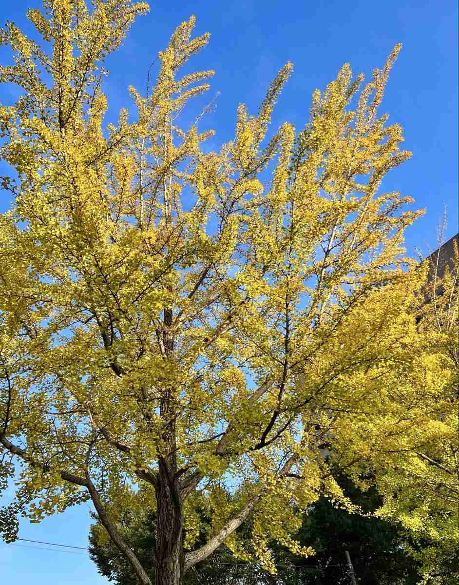 前橋市、ホテル面会の職員を停職　54歳副参事、今月末で依願退職