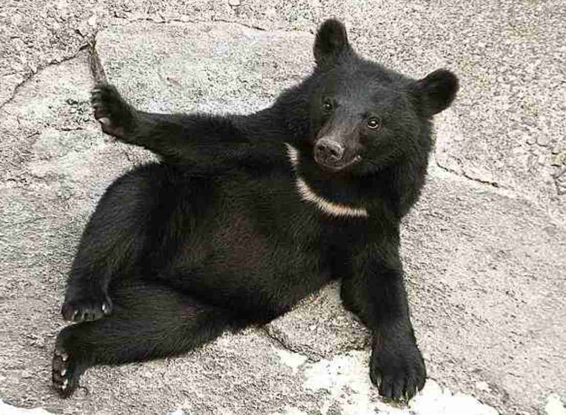 中肉中背、胴長短足のコーディネート