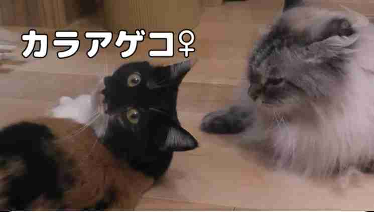 天皇ご一家、新たな保護猫の写真を初公開　名前は「美海」　宮内庁