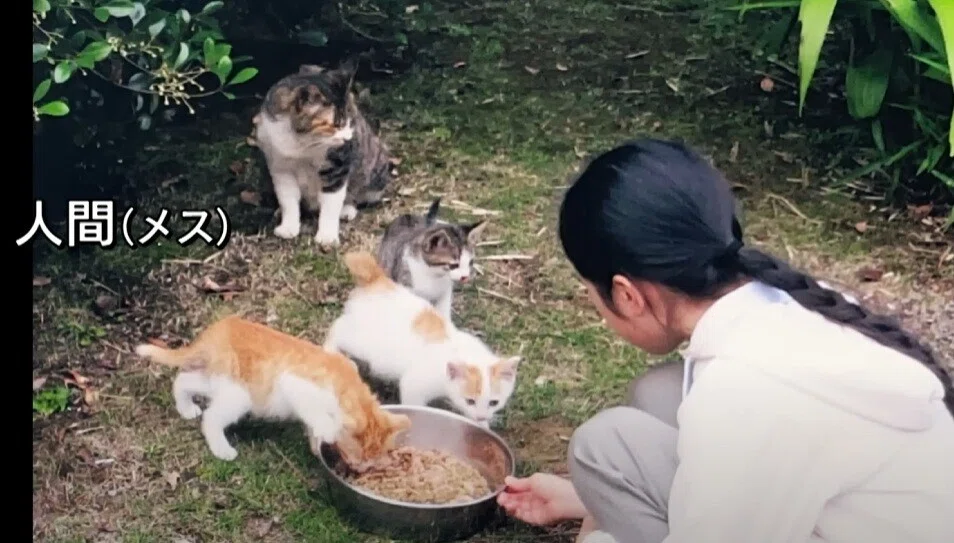 天皇ご一家、新たな保護猫の写真を初公開　名前は「美海」　宮内庁