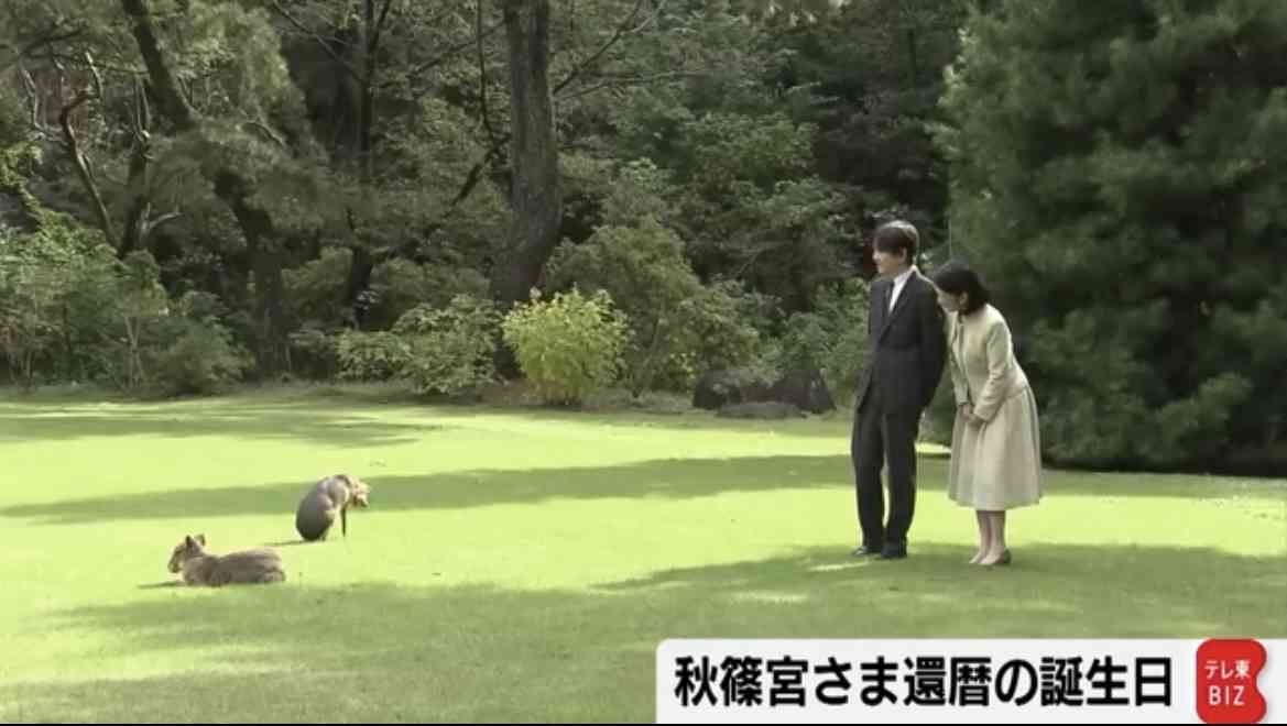 天皇ご一家、新たな保護猫の写真を初公開　名前は「美海」　宮内庁