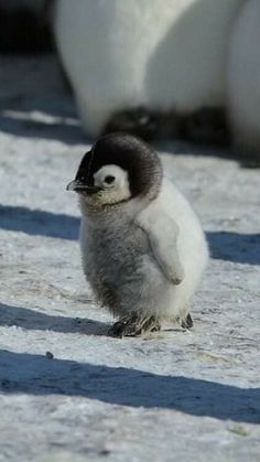 見たら「あら可愛い」と言うかもしれないトピ