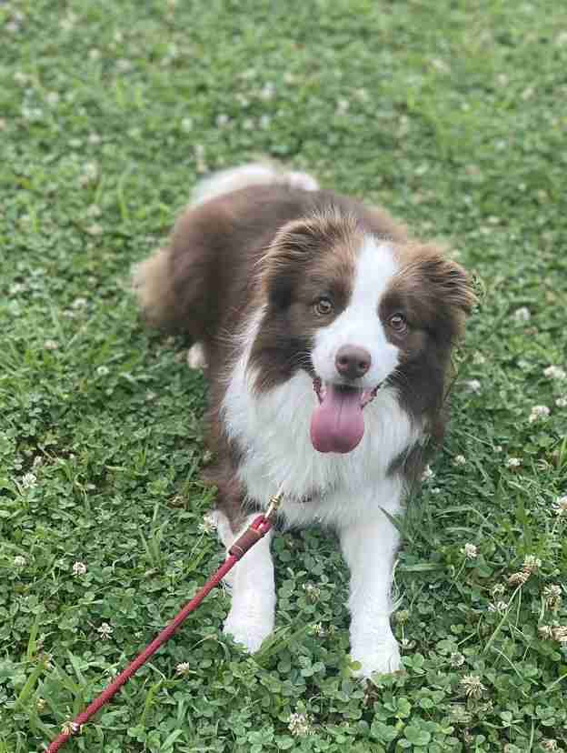 見たら「あら可愛い」と言うかもしれないトピ