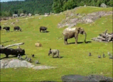 見たら「あら可愛い」と言うかもしれないトピ