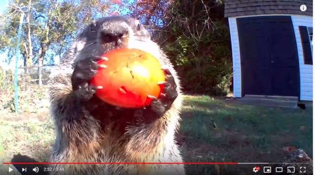 見たら「あら可愛い」と言うかもしれないトピ
