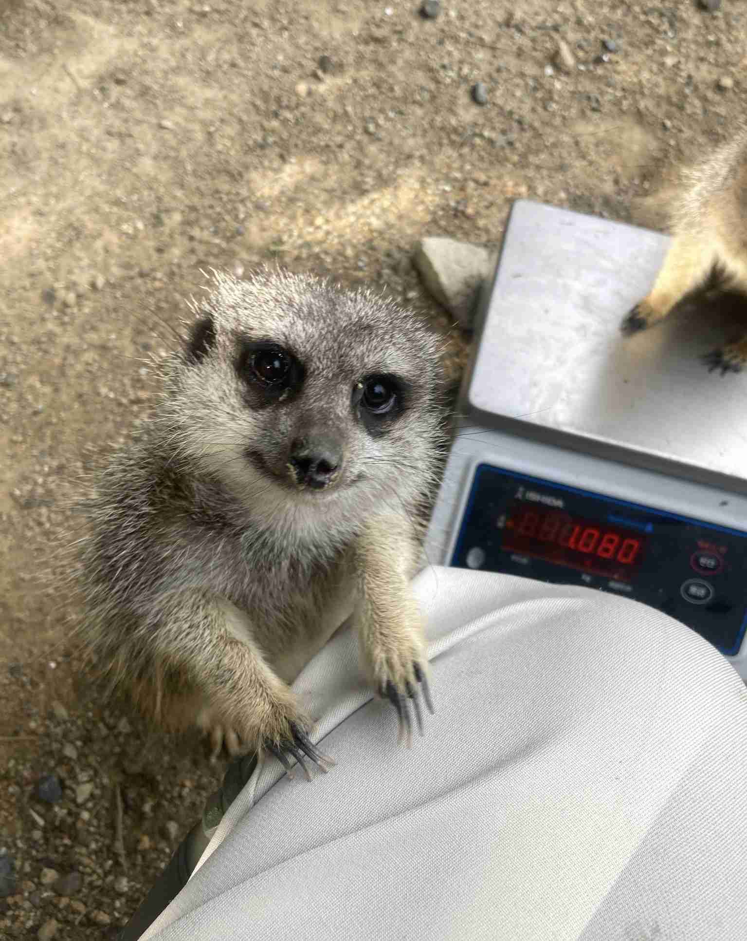 見たら「あら可愛い」と言うかもしれないトピ