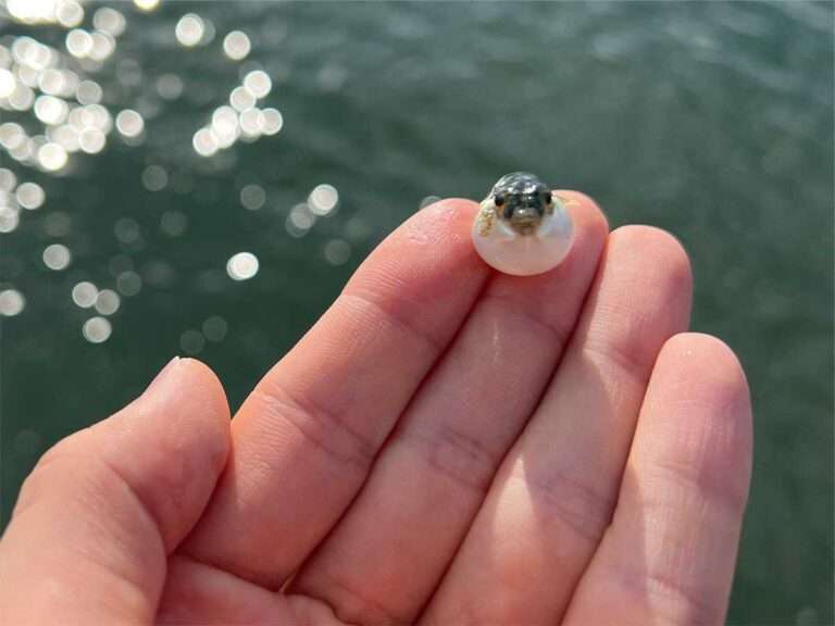 見たら「あら可愛い」と言うかもしれないトピ