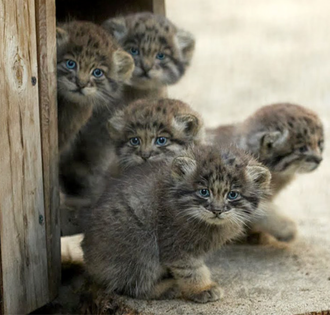 見たら「あら可愛い」と言うかもしれないトピ