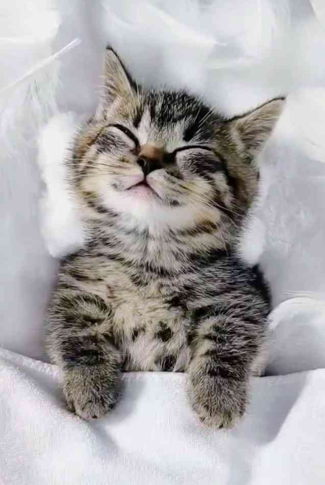 見たら「あら可愛い」と言うかもしれないトピ