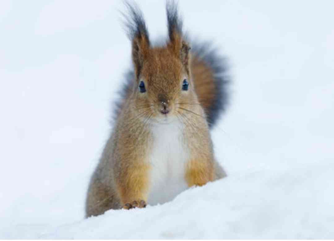 見たら「あら可愛い」と言うかもしれないトピ