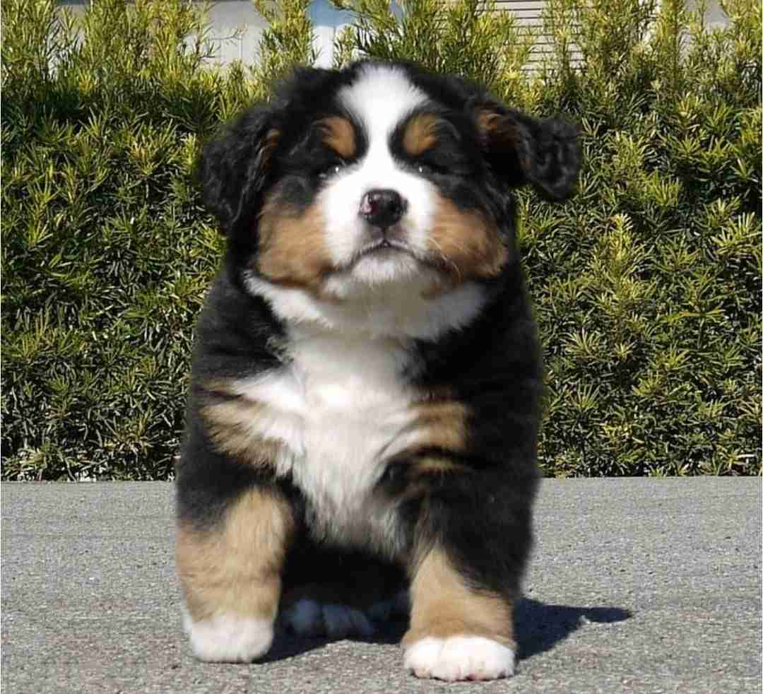 見たら「あら可愛い」と言うかもしれないトピ