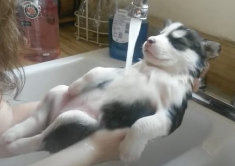 見たら「あら可愛い」と言うかもしれないトピ