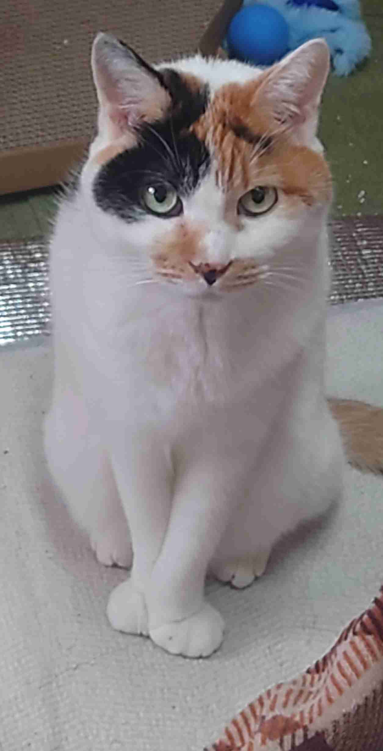 見たら「あら可愛い」と言うかもしれないトピ