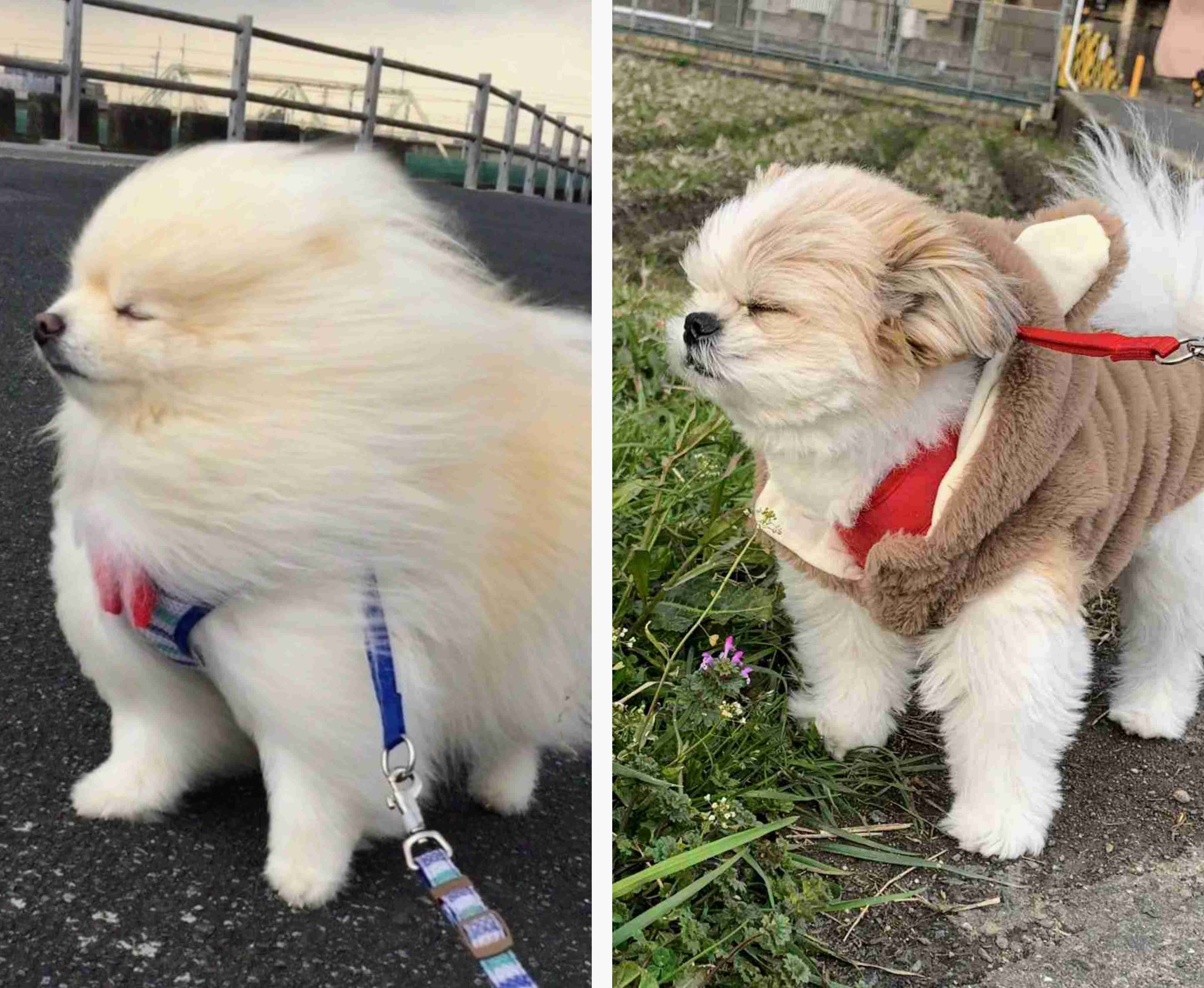 見たら「あら可愛い」と言うかもしれないトピ