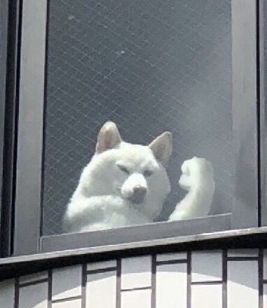 「今年も猫に見送ってもらえない季節が来た」寒い朝の独特な「行ってらっしゃい」に3.3万“いいね”　「それがねこ」