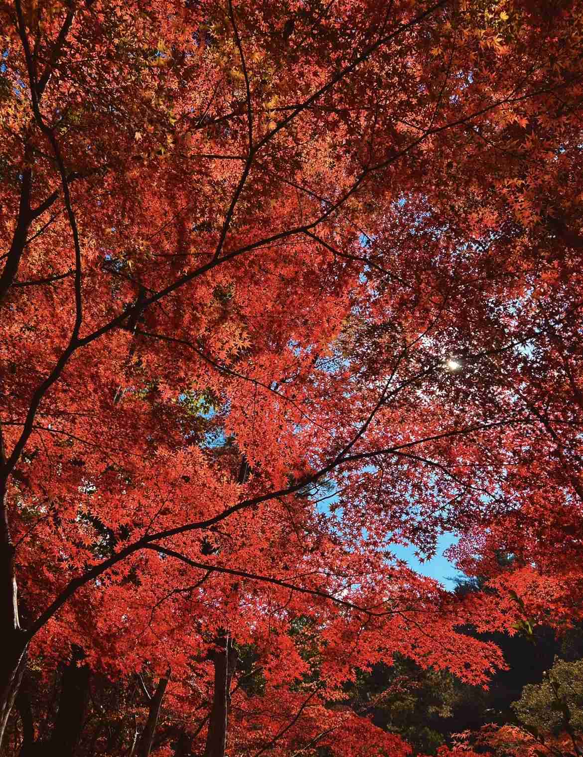 皆んなが撮った今年の紅葉🍁が見たい