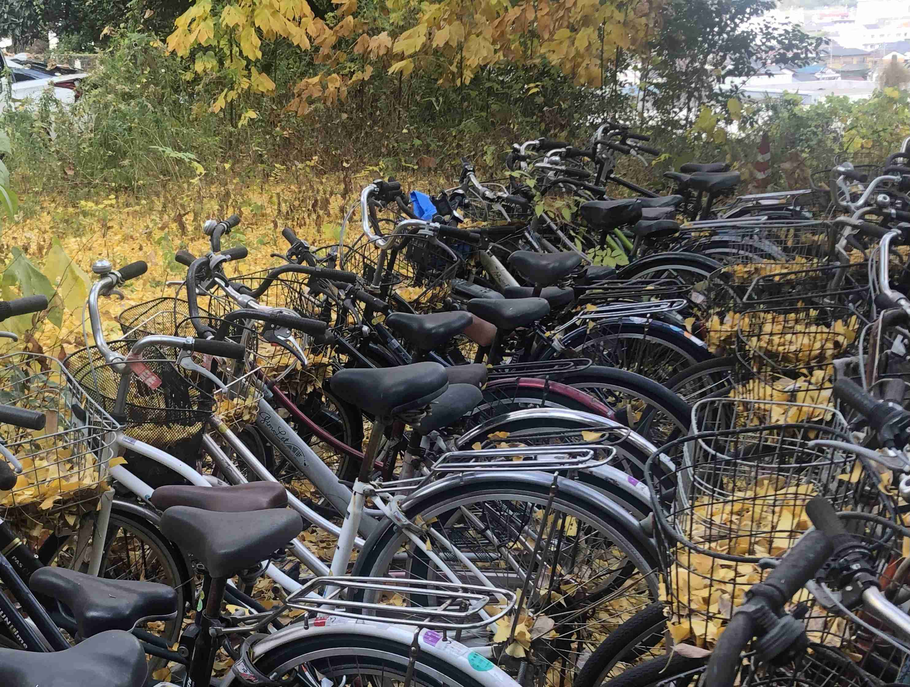 皆んなが撮った今年の紅葉🍁が見たい