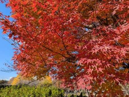 皆んなが撮った今年の紅葉🍁が見たい