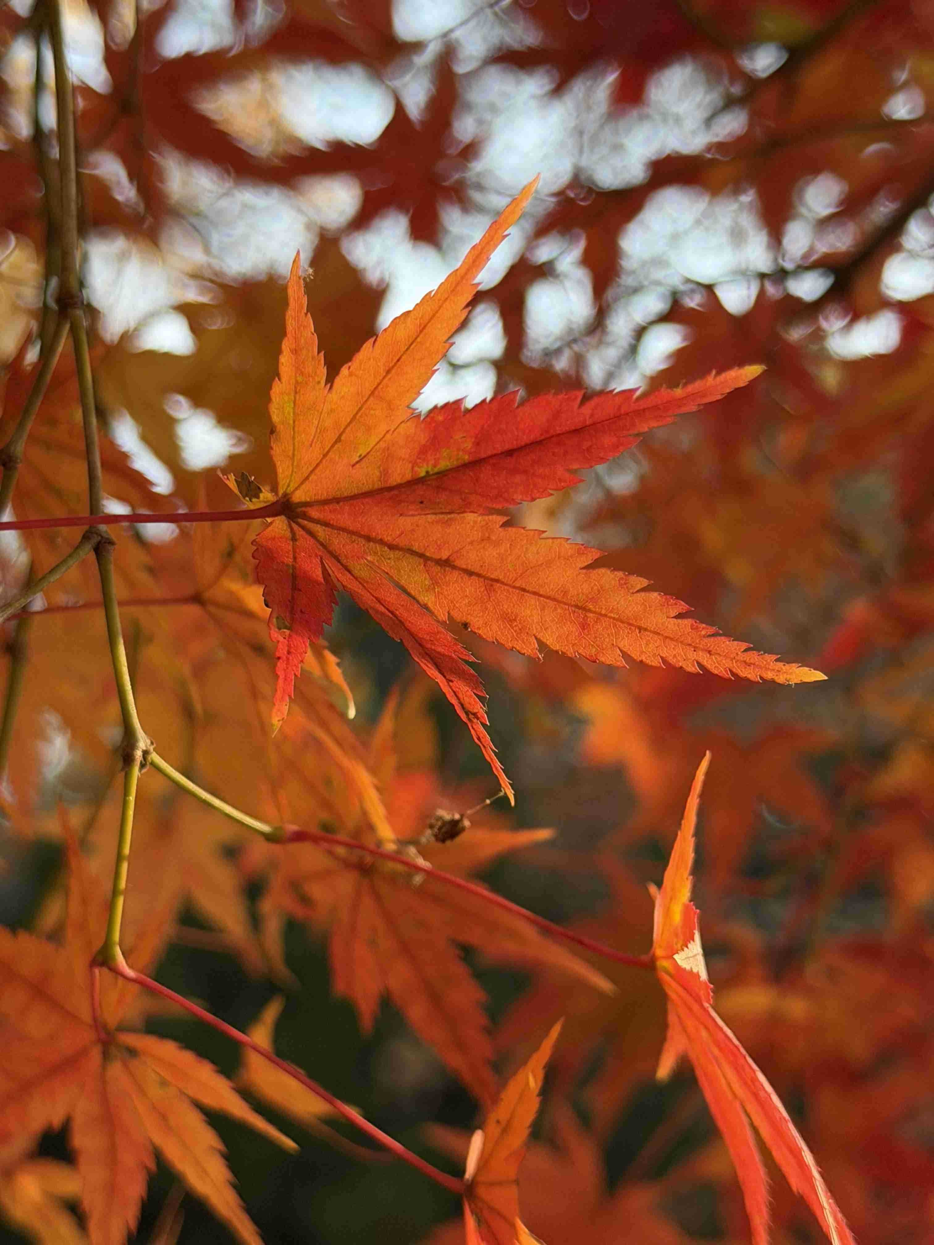 皆んなが撮った今年の紅葉🍁が見たい