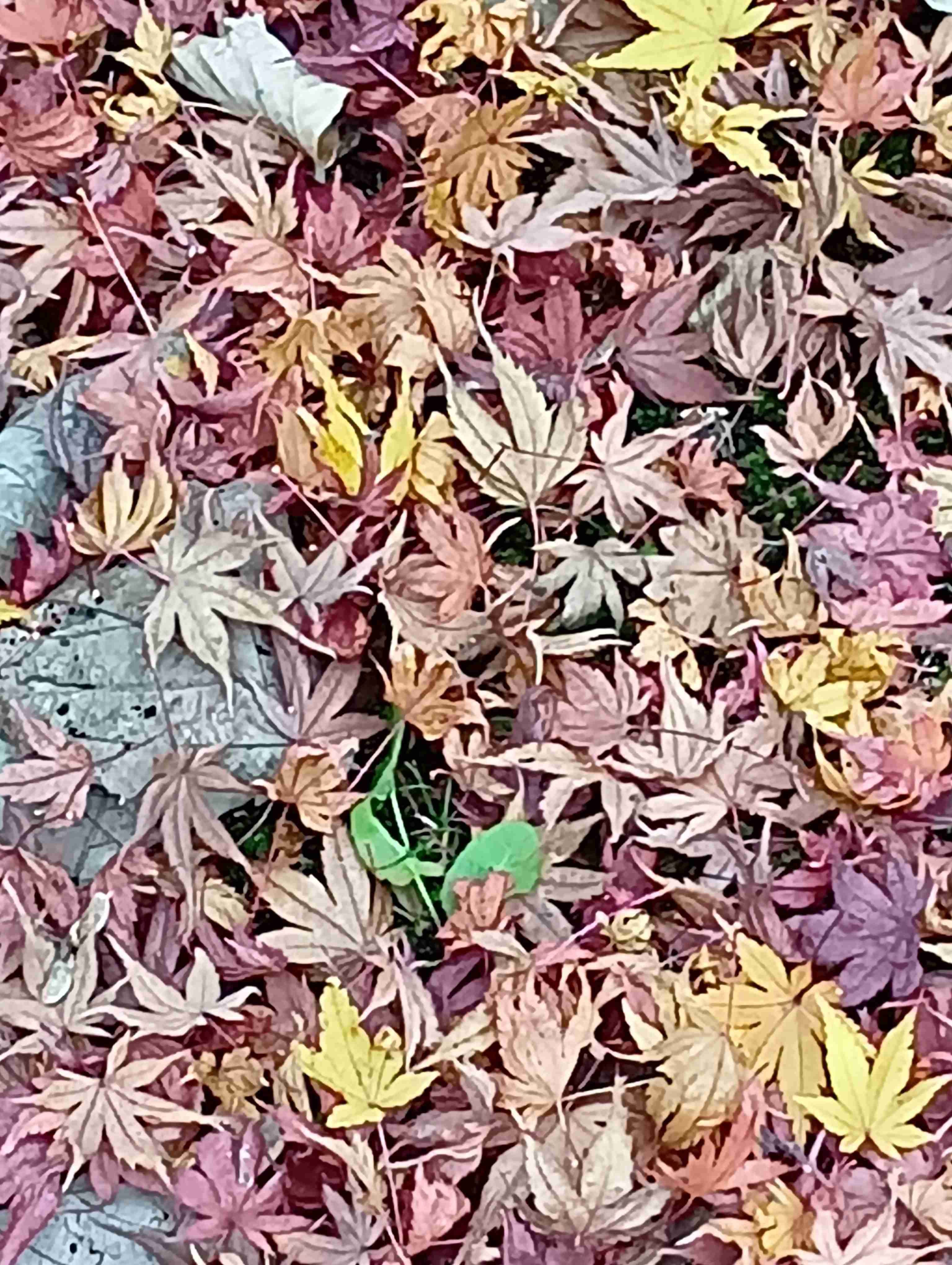 皆んなが撮った今年の紅葉🍁が見たい