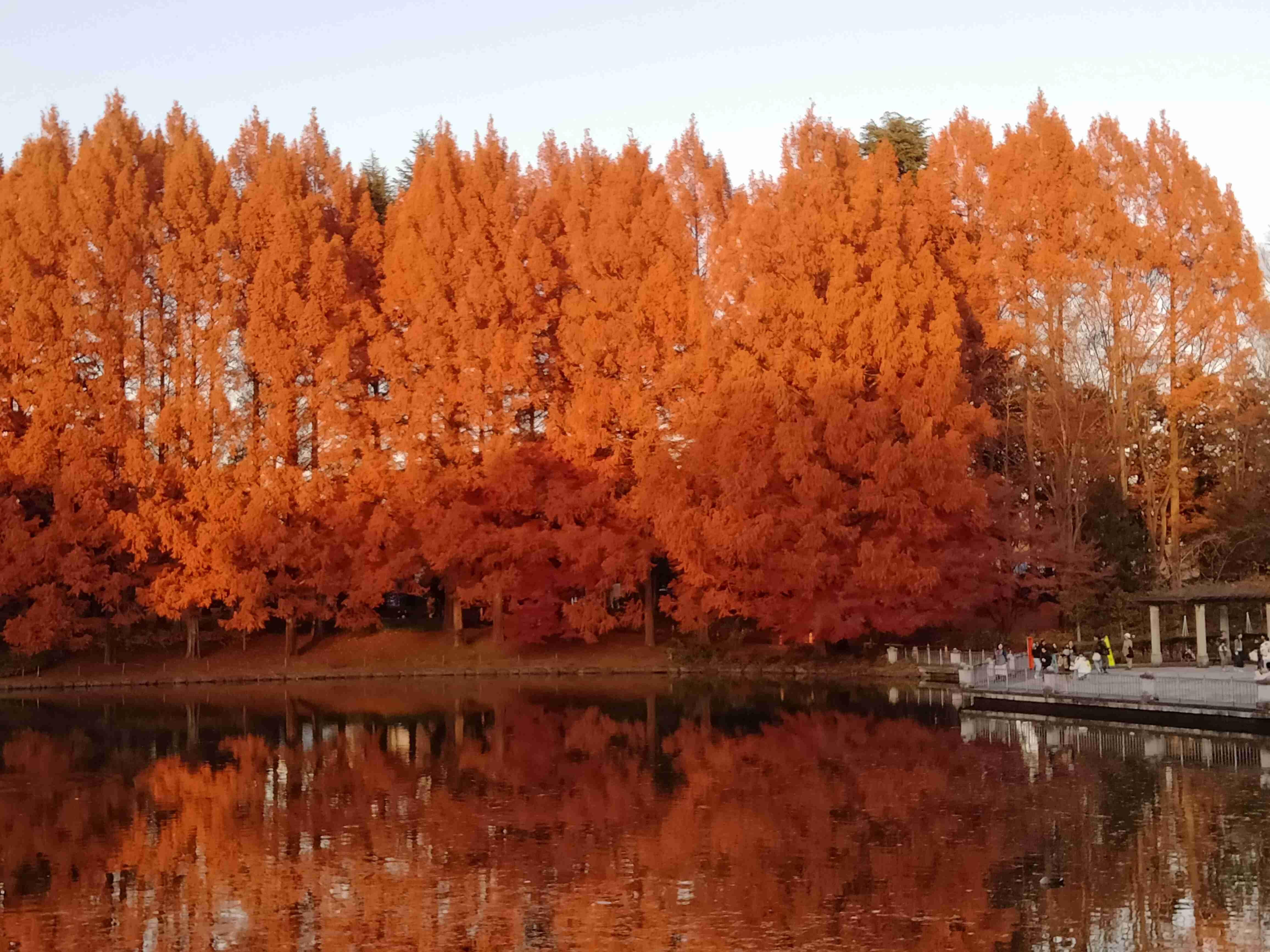 皆んなが撮った今年の紅葉🍁が見たい