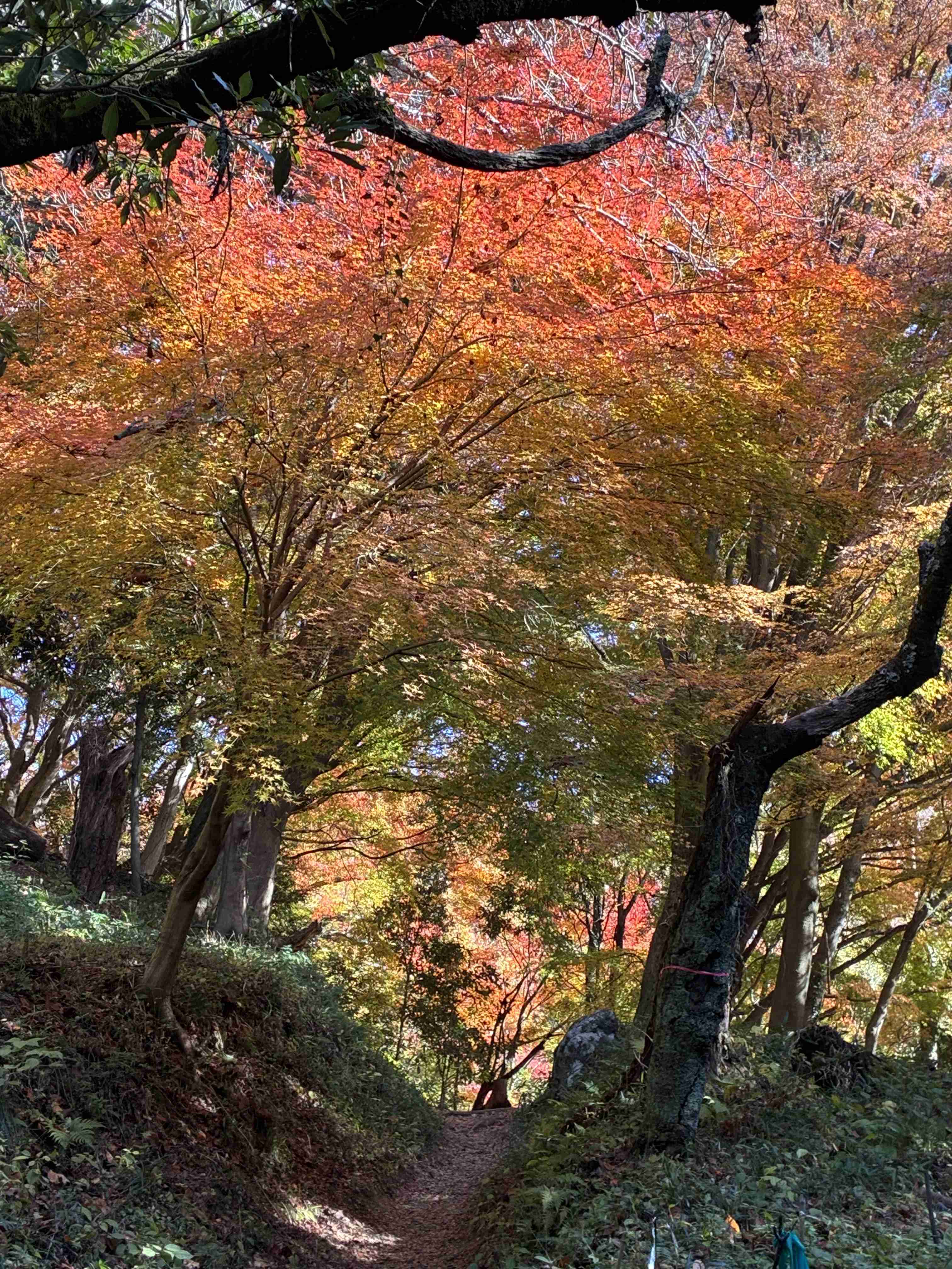 皆んなが撮った今年の紅葉🍁が見たい