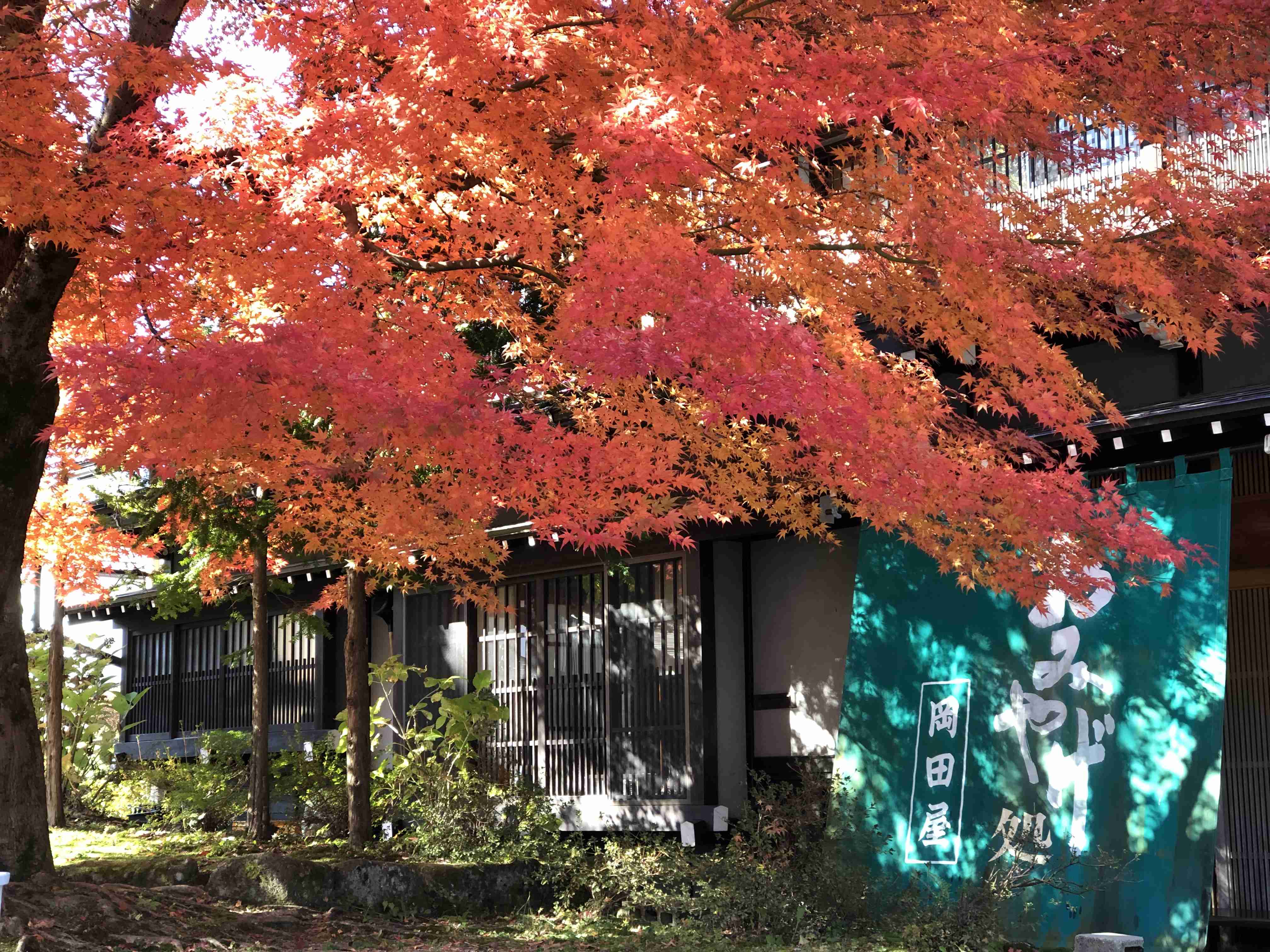 皆んなが撮った今年の紅葉🍁が見たい