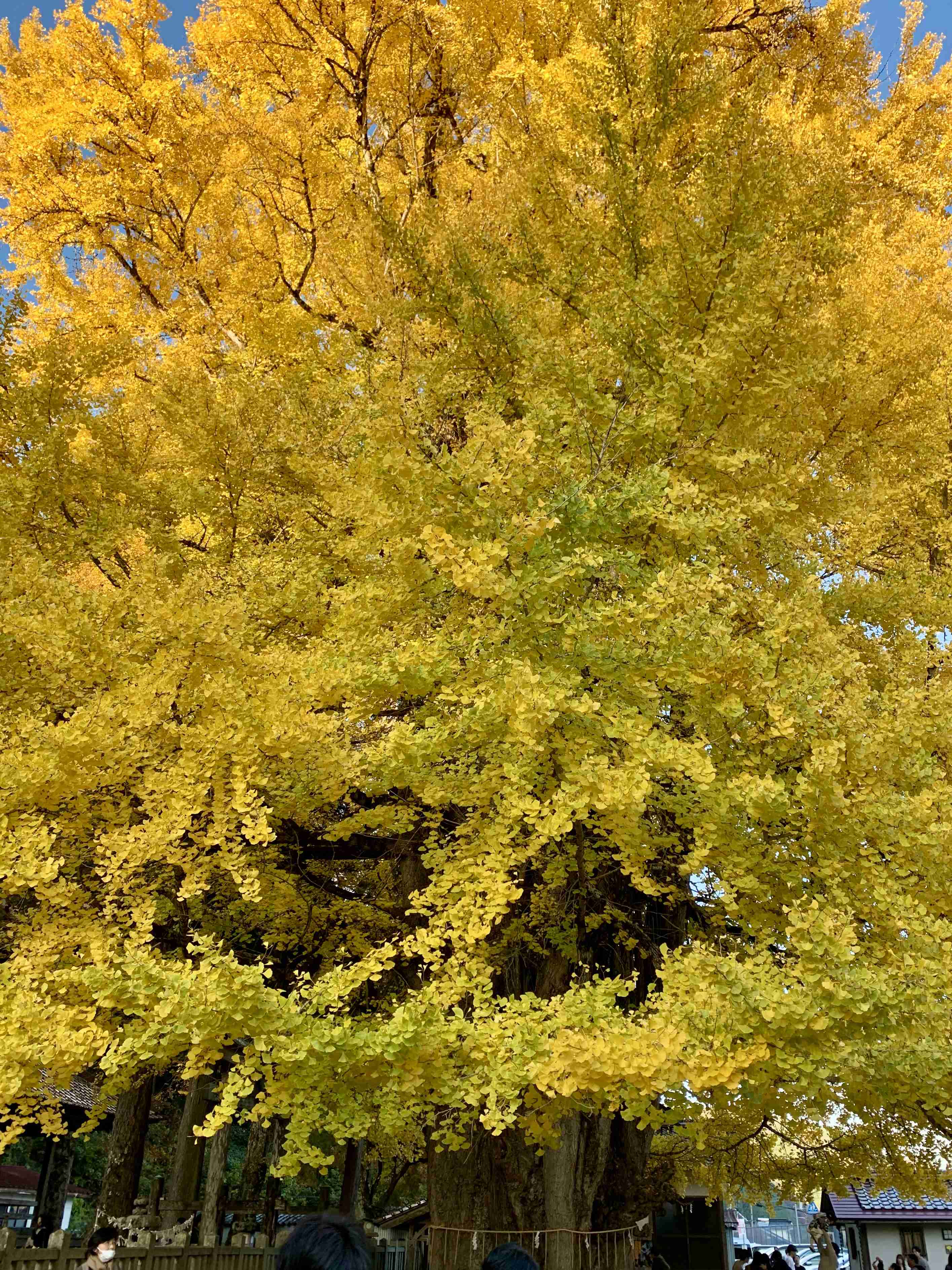 皆んなが撮った今年の紅葉🍁が見たい