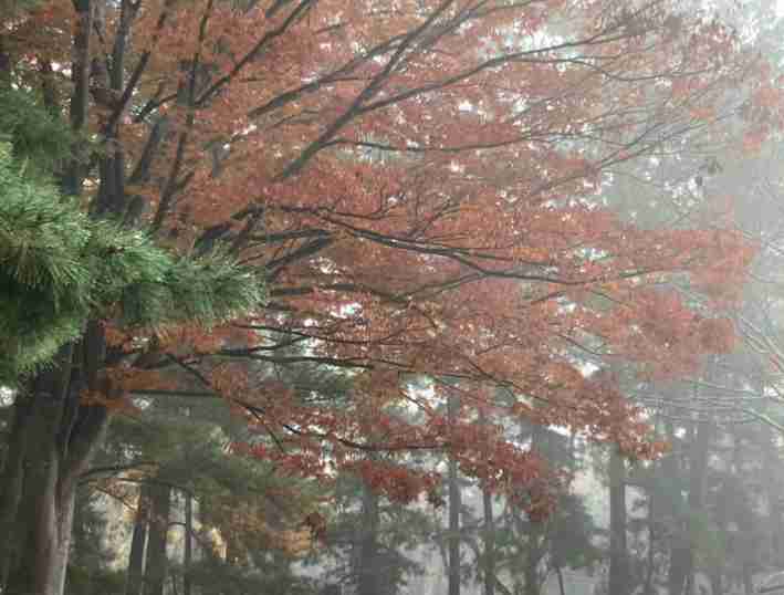 皆んなが撮った今年の紅葉🍁が見たい