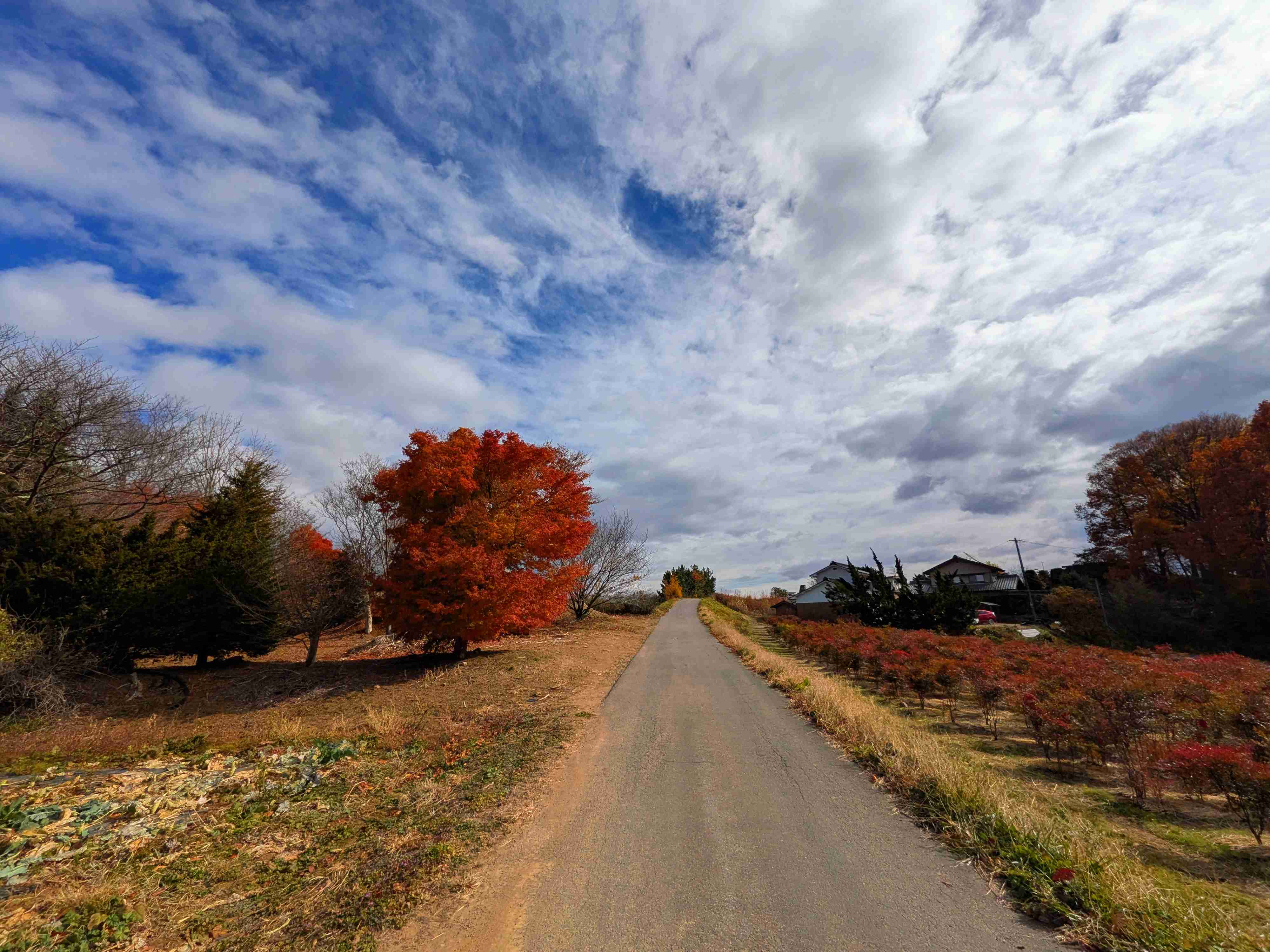 皆んなが撮った今年の紅葉🍁が見たい