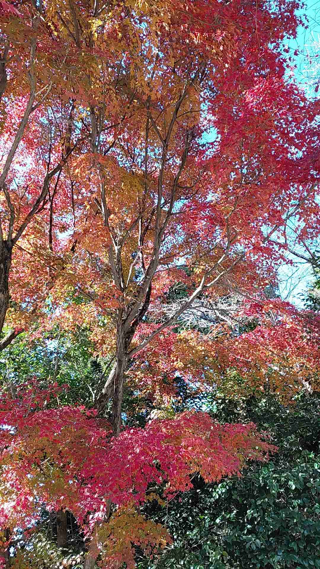皆んなが撮った今年の紅葉🍁が見たい