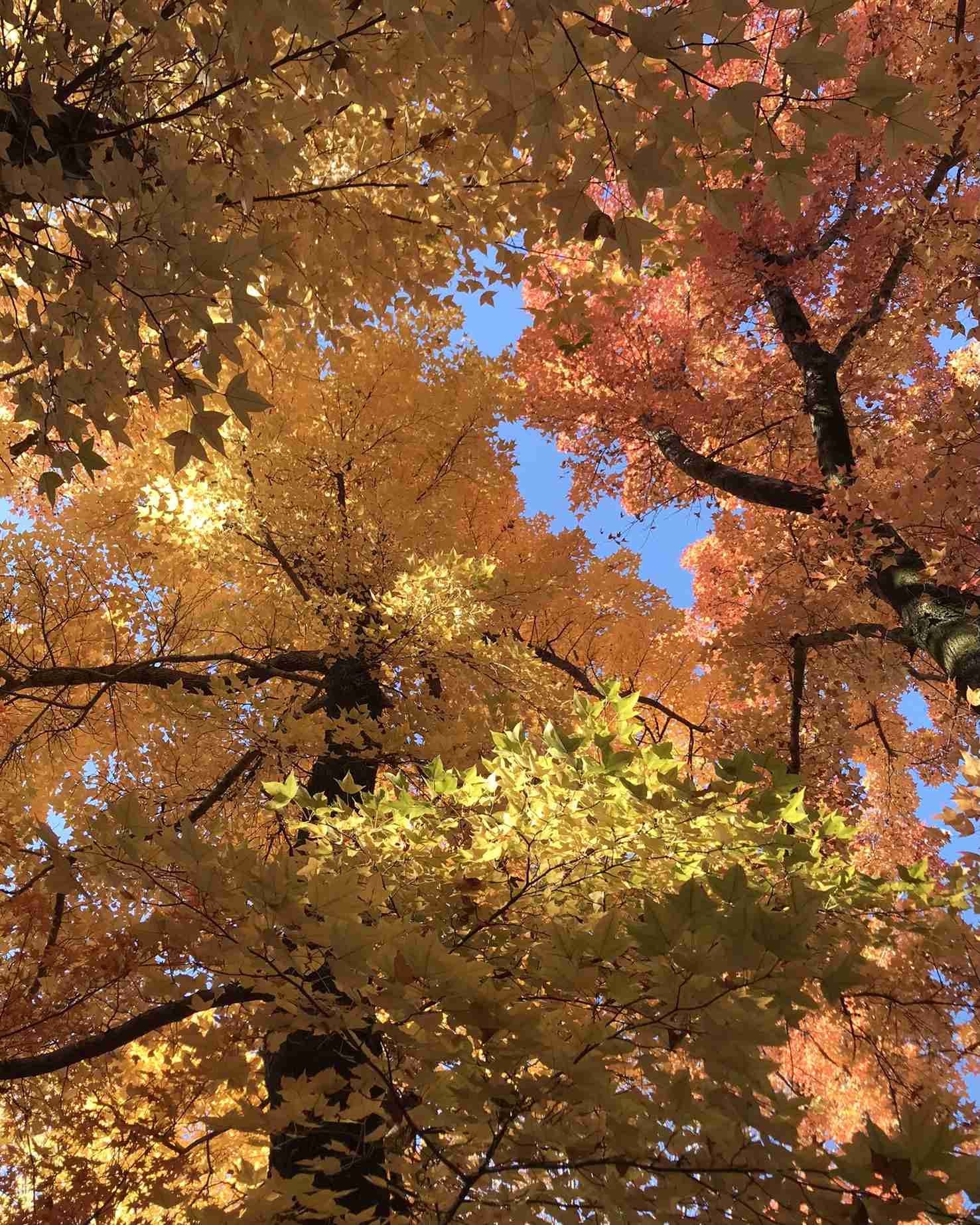 皆んなが撮った今年の紅葉🍁が見たい