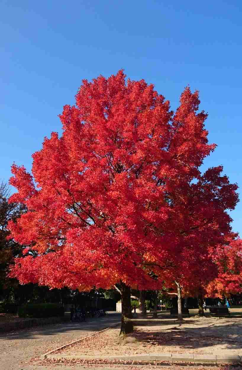 皆んなが撮った今年の紅葉🍁が見たい