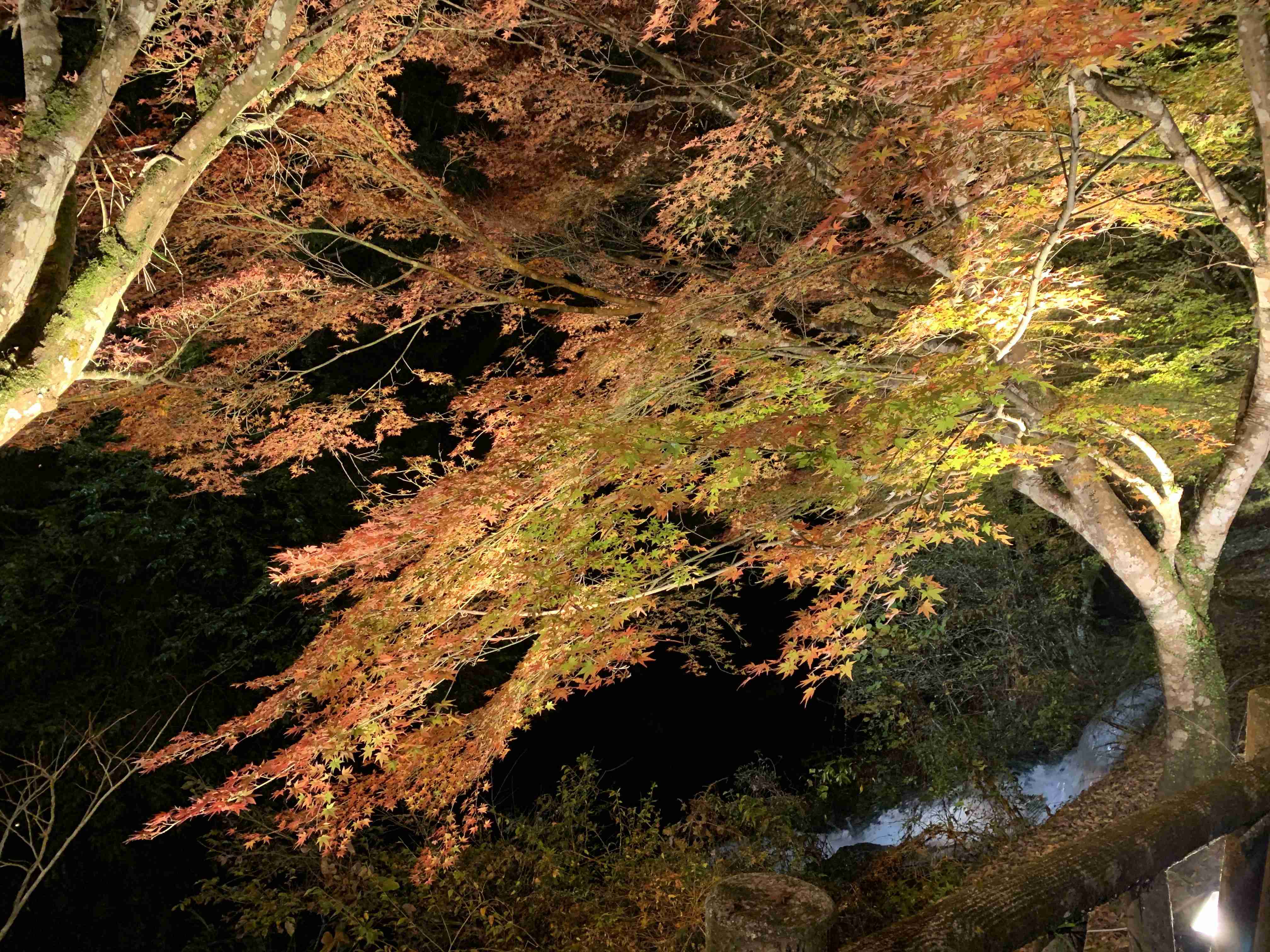 皆んなが撮った今年の紅葉🍁が見たい