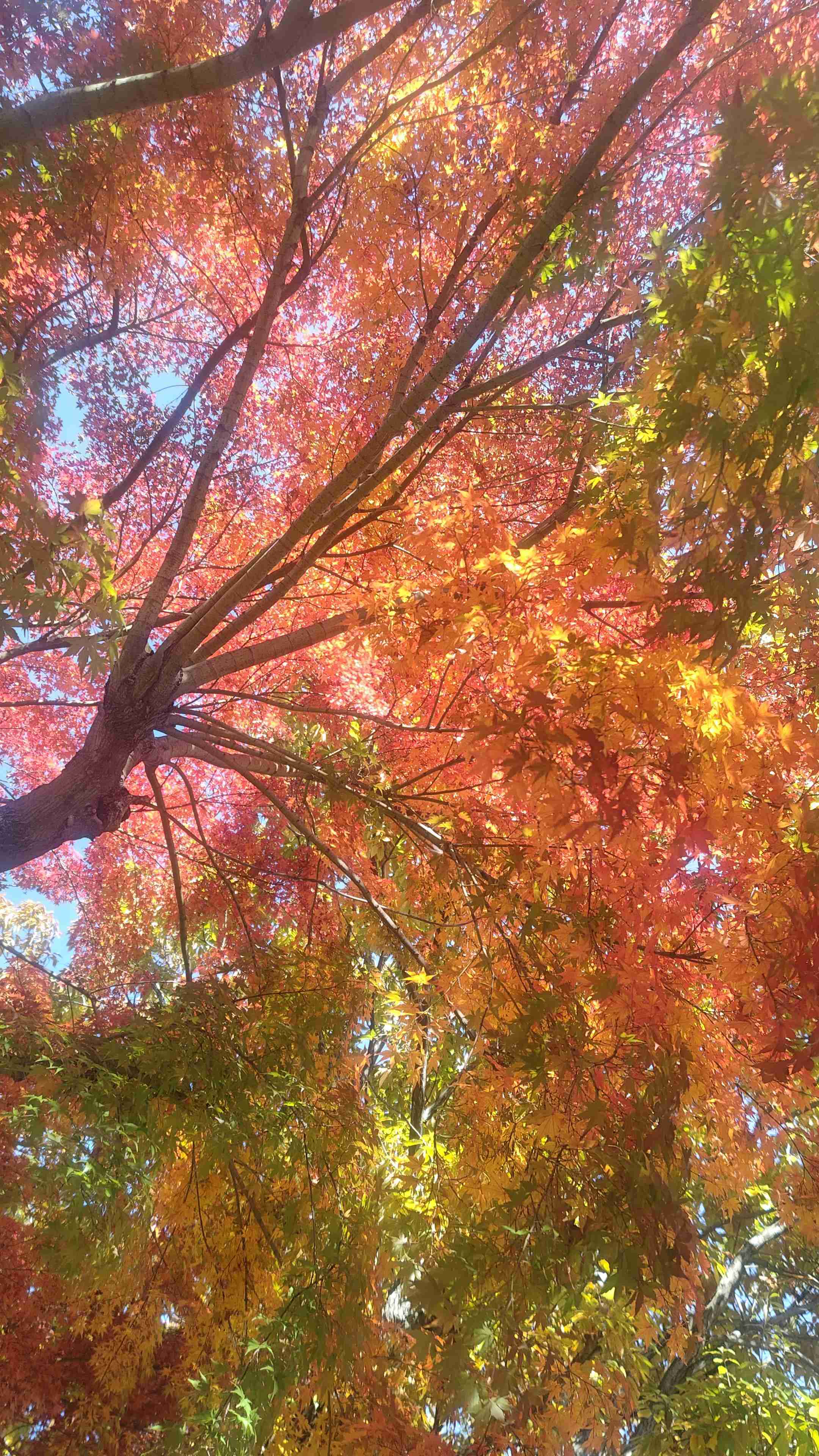 皆んなが撮った今年の紅葉🍁が見たい
