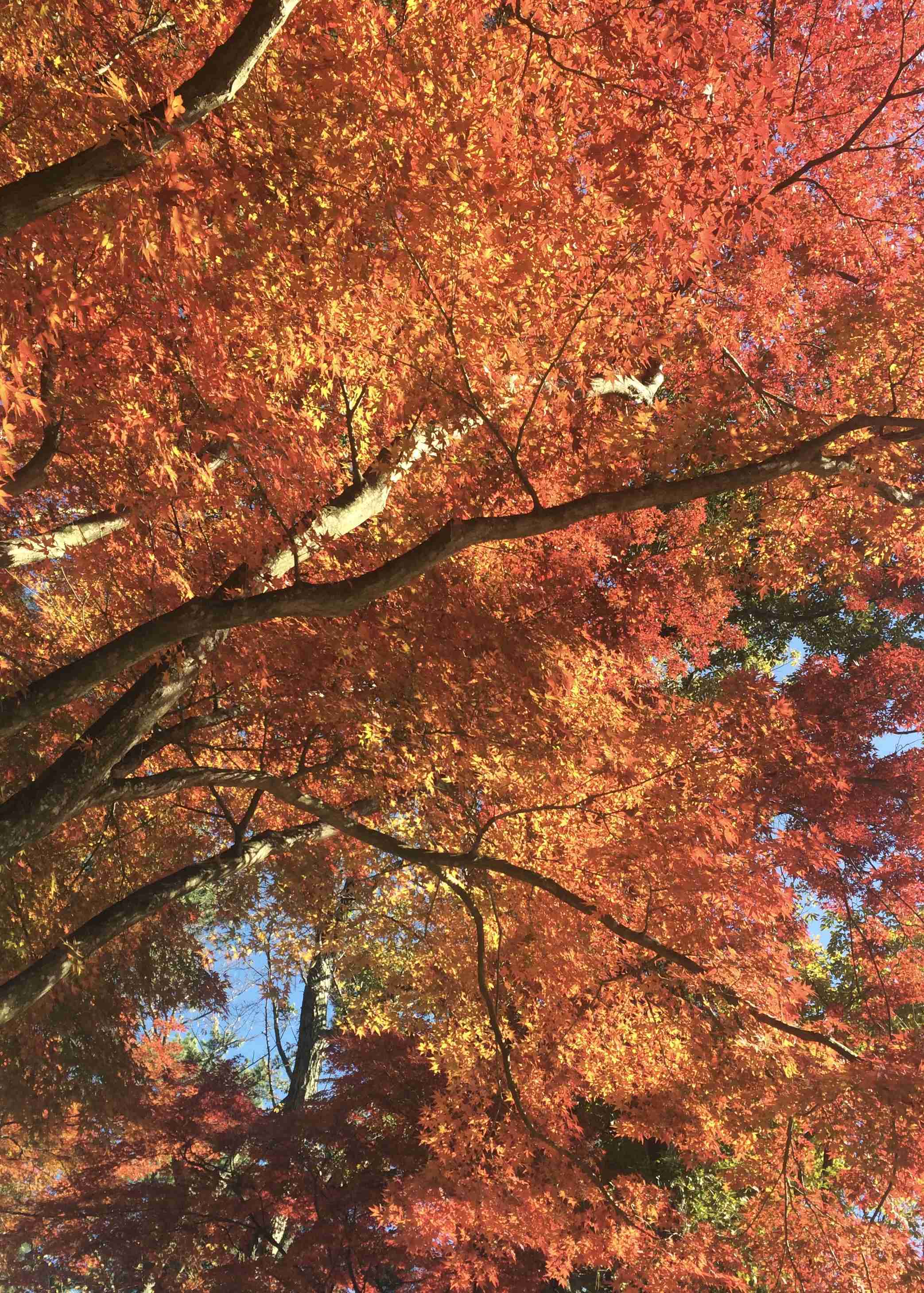 皆んなが撮った今年の紅葉🍁が見たい