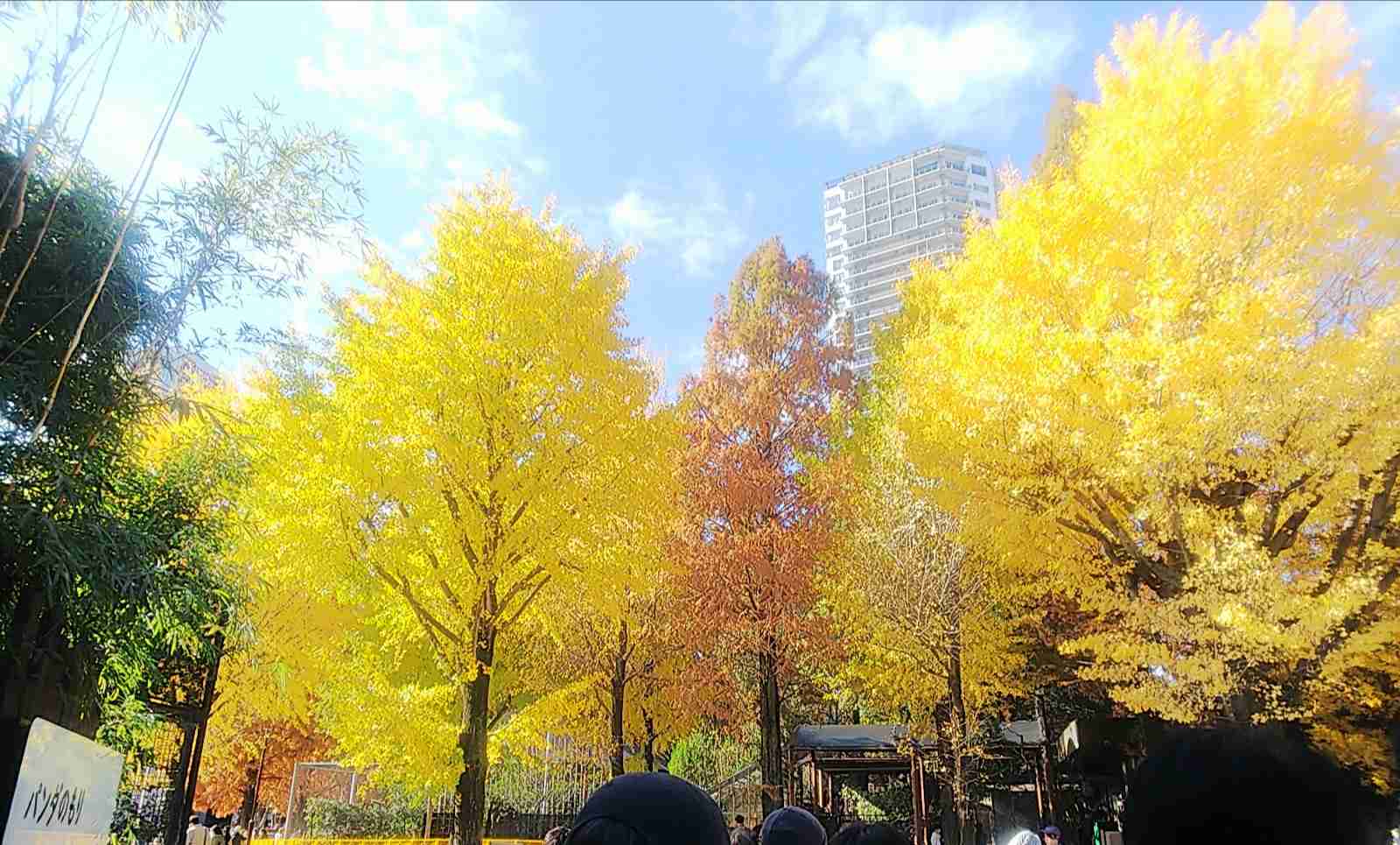 皆んなが撮った今年の紅葉🍁が見たい